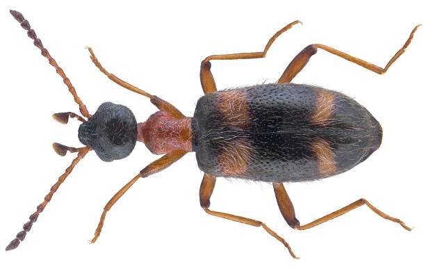 Stricticollis
