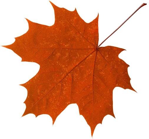 maple-leaf