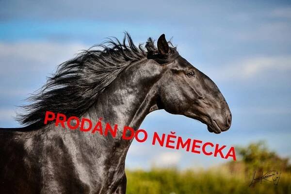Koně na prodej - Maneo JS - Kladrubský kůň