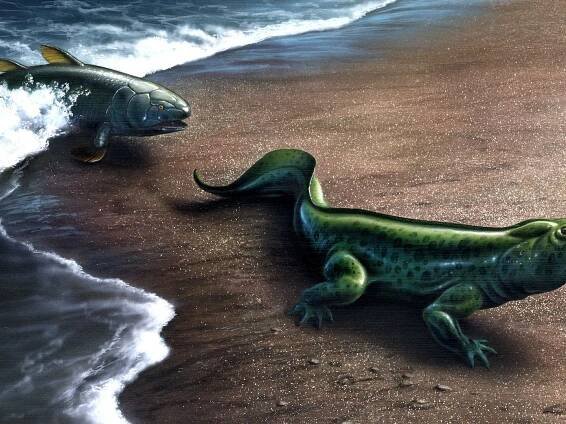 Evolution itself can evolve, new study argues