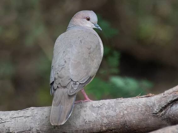 Adult (White-tipped) - ML308142821