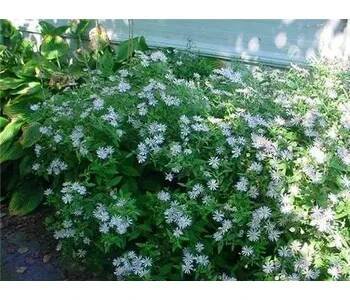 Sazenice Hvězdnice 'Asran' - Aster ageratoides 'Asran' Květník o průměru 9 cm