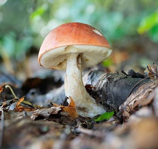 Kde rostou a kam na houby ve Středočeském kraji? | NaHouby.cz