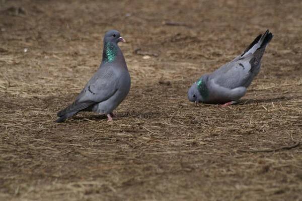Holub doupňák (Columba oenas)