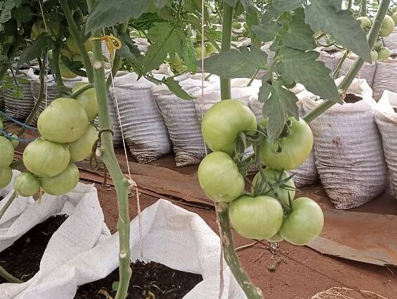 TOMATOES TARGET OVERHEAD – Malawi Project