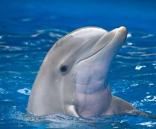 Dolphin