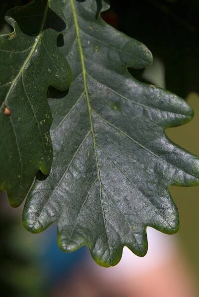 Quercus robur ´Fastigiata´ - dub letní, křemelák - list léto 
