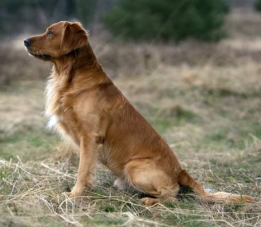 Golden Retriever