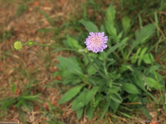 Chrastavec rolní (Knautia arvensis)