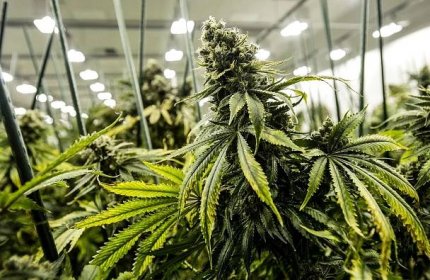 Rostlina marihuany, která se blíží fázi sklizně, je zobrazena v roce 2018 v Grassroots Cannabis v Taneytown, Md.