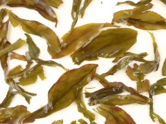 Yu Lan Xiang (Magnolia) wet tea leaves floating in clear water.