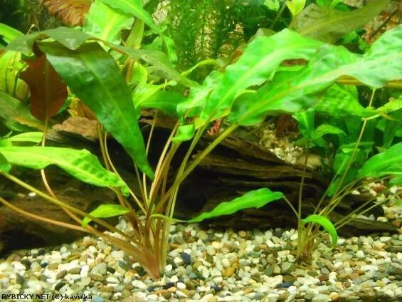 Akvarijní rostlina - kryptokoryna - Hradec Králové