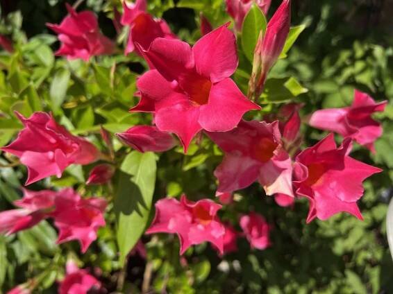 Dipladenia wird Taubenschwänzchen zum Verhängnis