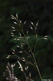 Avenella flexuosa | Květena Šumavy