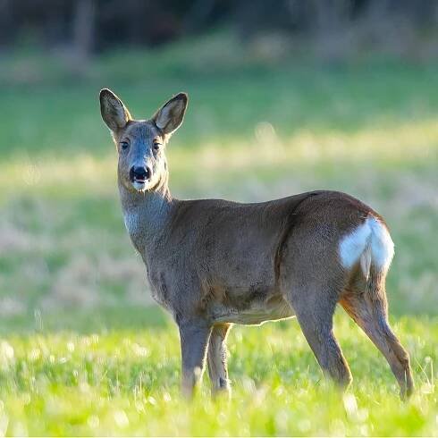 Základová fotografie na téma bokeh, býložravec, detail, divočina, divoká fauna, divoká stvoření, divoký, fauna, fotografie