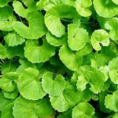 Brahmi (Vallarai Keerai / Centella asiatica) - Fresh / Dry Leaf - 100mg