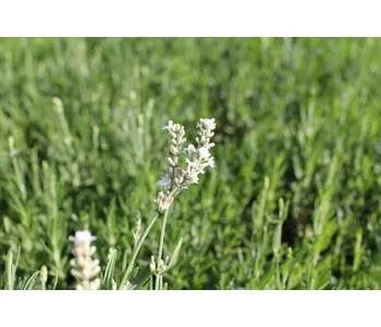 Levandule úzkolistá 'Ellagance Snow' - Lavandula angustifolia 'Ellagance Snow' Květník o průměru 11 cm
