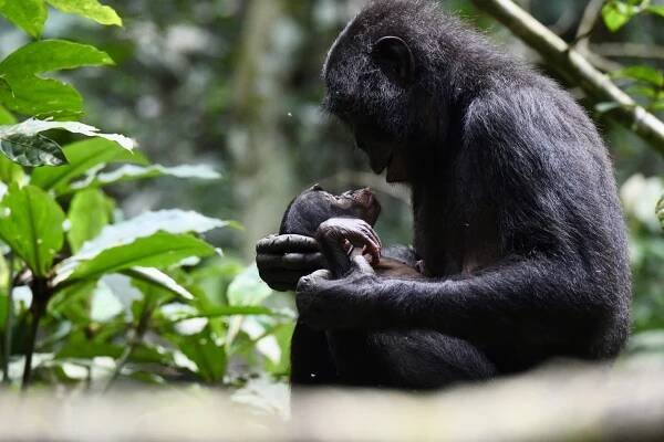 Infant bonobo and its mother. © Franziska Wegdell, Kokolopori Bonono Research Project.