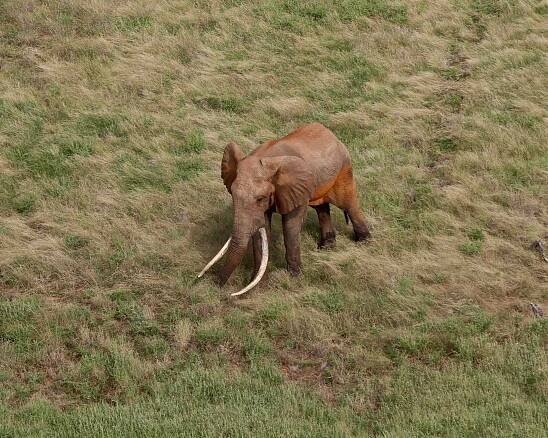 How Kenya’s big tuskers may be at risk to trophy hunting - Tsavo Trust