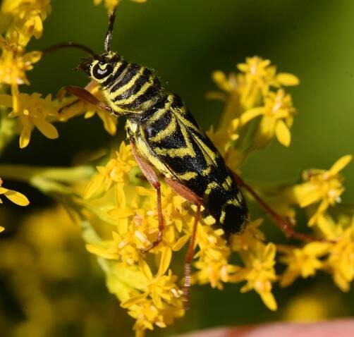 Lexington Alive - Beetles