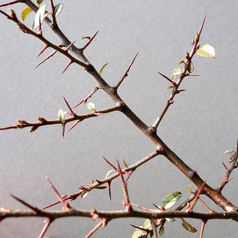 Súbor:(ms) Pyracantha coccinea 9.jpg
