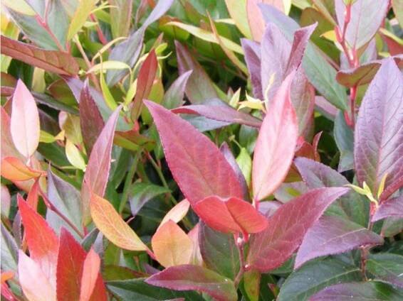 Leucotoe 'Scarletta'