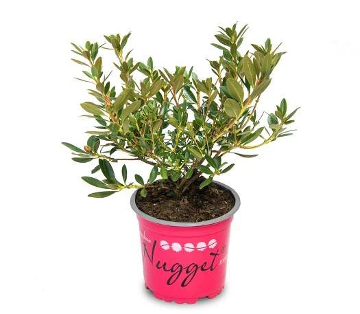 Rhododendron-5er-Set-Nugget-by-Bloombux-Magenta-Pflanze