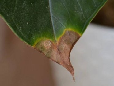 Jak léčit nemoci listů anthuria: fotografie a popis