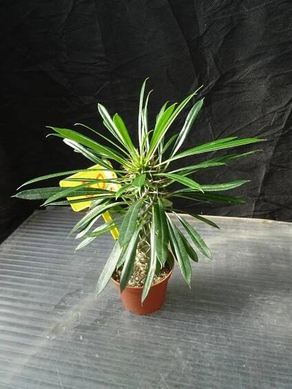 Pachypodium lamerei "Madagaskarská palma" kmínek cca 13cm