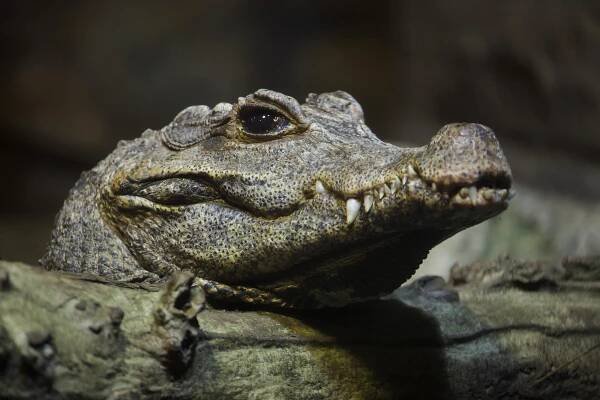 Tuporyly krokodýl (osteolaemus tetraspis): popis druhu, zajímavá fakta
