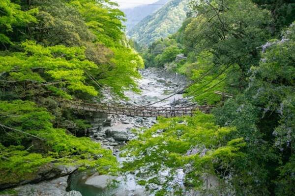 Kazurabashi v údolí Iya v Miyoshi City, Prefektura Tokušima, Japonsko. Iya Kazurabashi, největší a nejoblíbenější ze zbývajících mostů. stock fotka