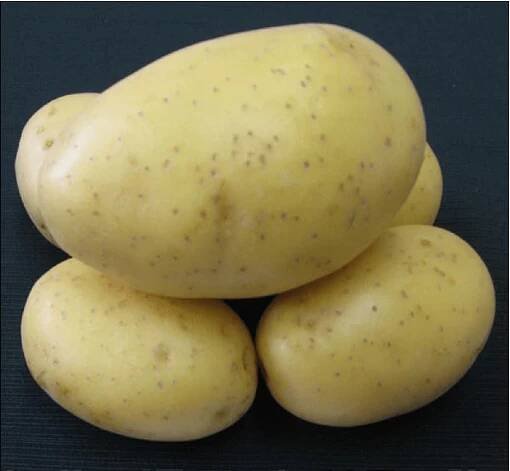 Sadbové brambory PRINCESS - žluté rané 1 kg