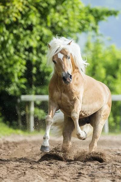 Haflinger Royal | Haflinger Royal