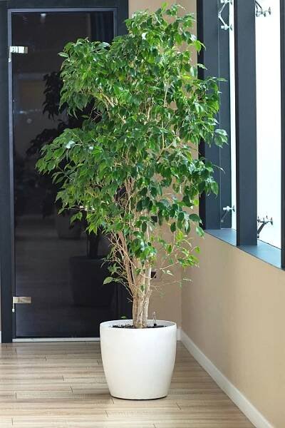 Weeping Fig (Ficus Benjamina) requires lots of sunlight, hence, it won't survive in cold weather
