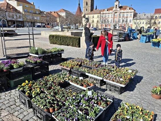 Na trhy i ve svátek. Zavedený režim prodeje na náměstí v Čáslavi se nemění