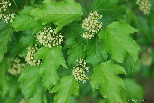 Javor ginnala (Acer ginnala)