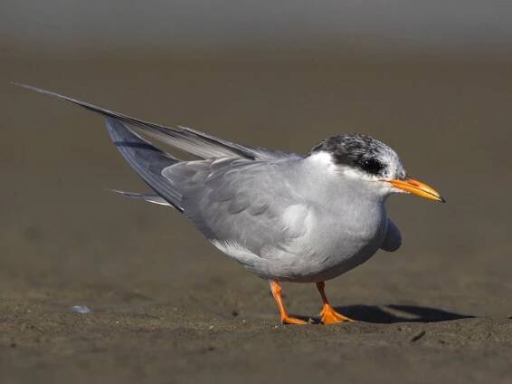 Nonbreeding adult - ML110145341