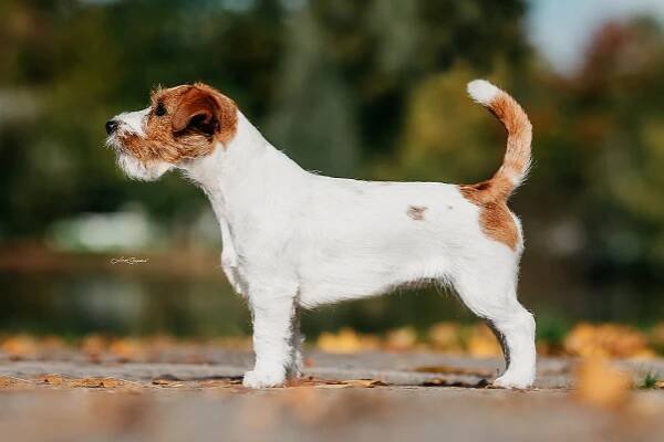 Novinky – Jack Russell teriér od Hadího potoka
