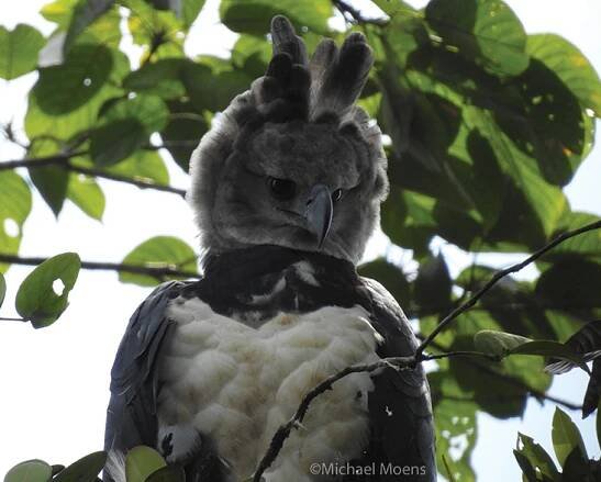 Harpy Eagle (Harpia harpyja)