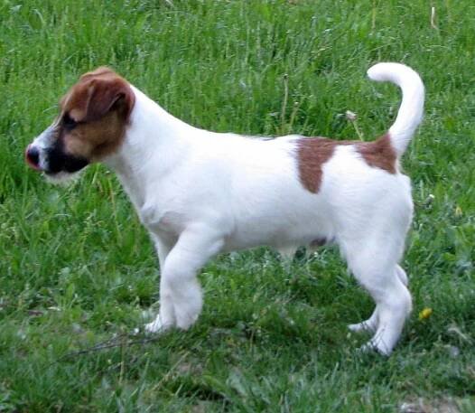 Chovný pes - top 100% australský Jack Russel Terier broken - Amaretto Armonia Canina