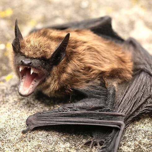 Bats ‘growl like death metal singers’