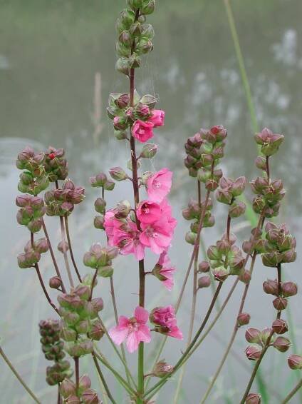 Natural history of checker-mallows of western Oregon - Institute for Applied Ecology