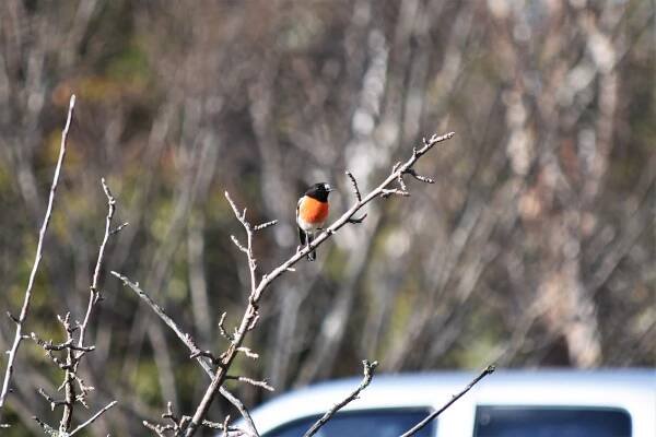Cautious Red Robin – Scripsio