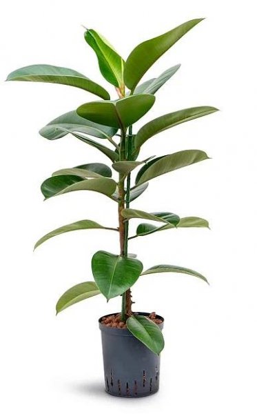 Royal Lemkes Fíkovník pryžodárný (Ficus elastica) "Robusta" 130 cm, pr. 24 cm