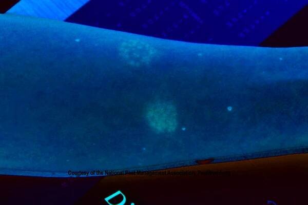 /media/2925/bed_bug_rash_tagged. (1)