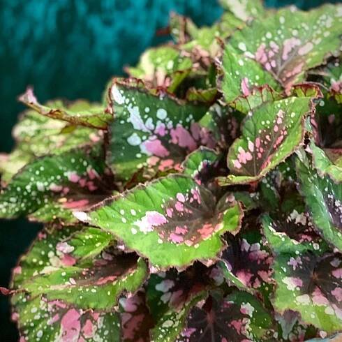 The 12 Best Leaf Begonia Plants That Thrive Indoors – Koppe Begonia