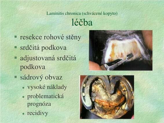 PPT - Nemoci kopyta PowerPoint Presentation, free download - ID:6583486