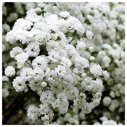Gypsophilla snowflake