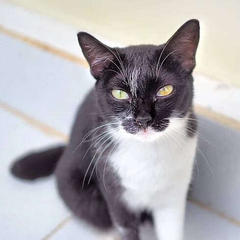 Villa Kitty Foundation | Caring for the lives of Bali's cats