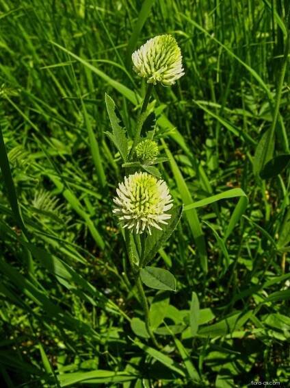 Jetel horský (Trifolium montanum)